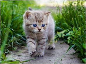 娱乐吃瓜酱大猫咪